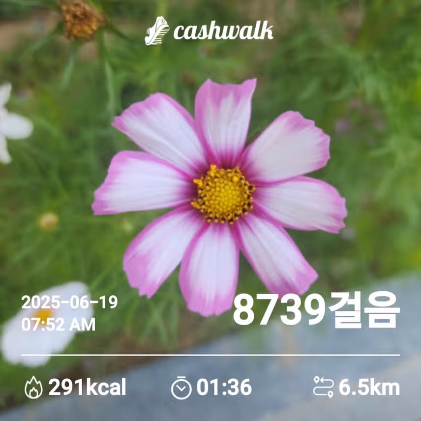 코스모스 
