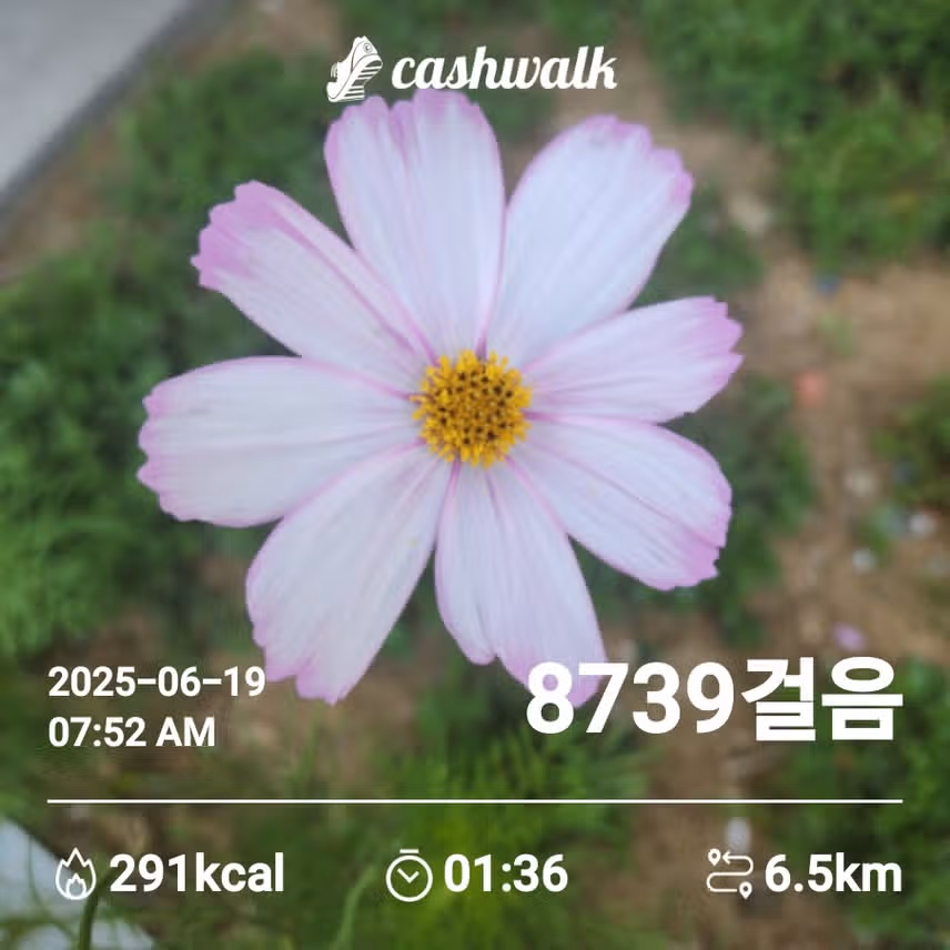코스모스 