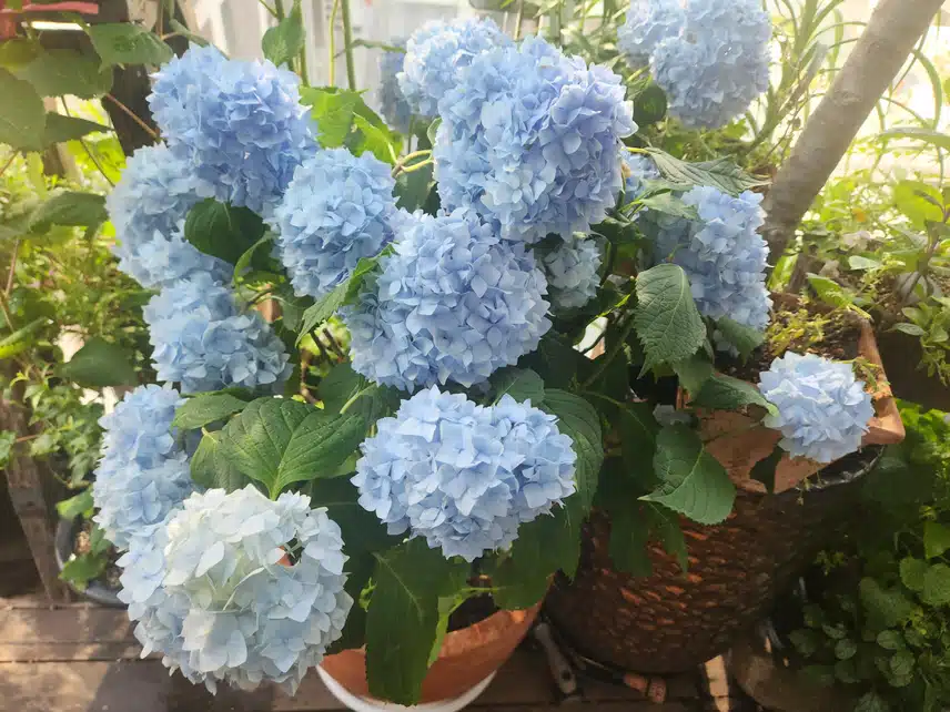 베란다 꽃들