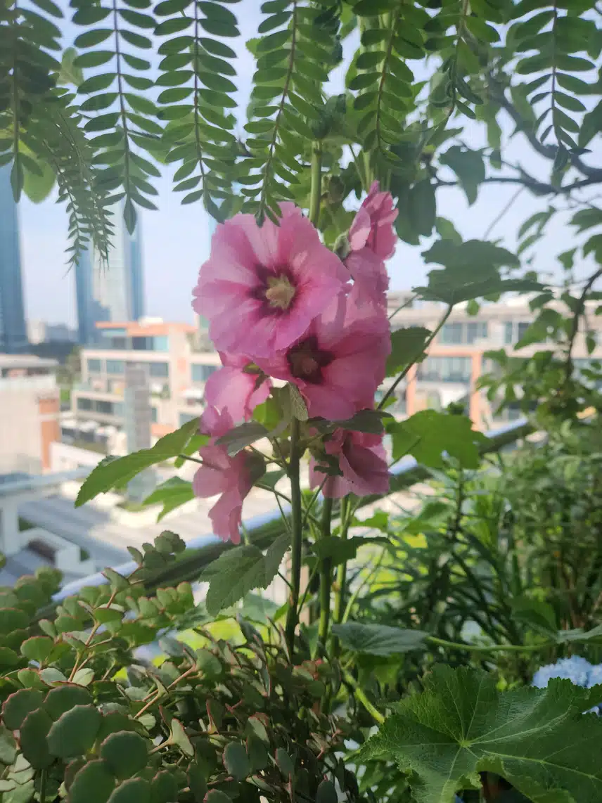 베란다 꽃들