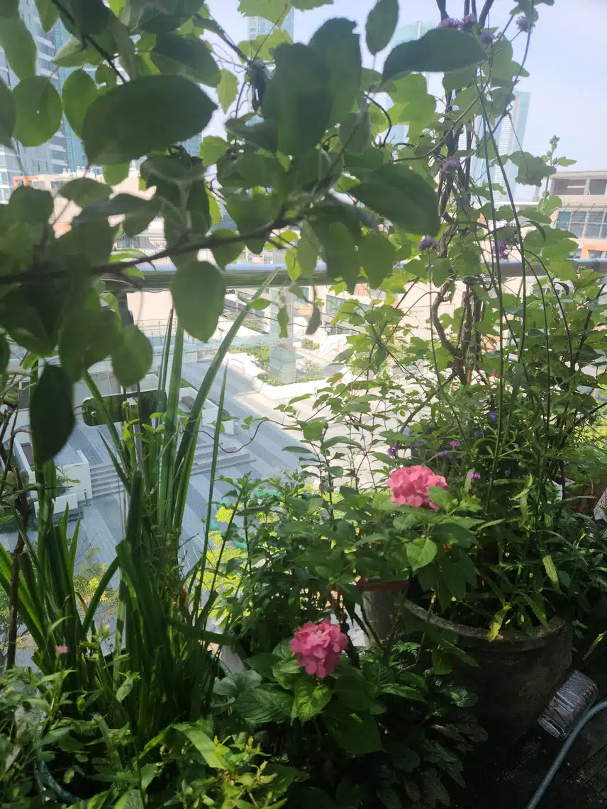 베란다 꽃들