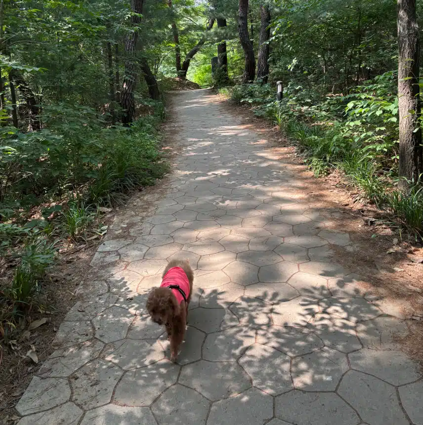 뒷산 산책🏞️