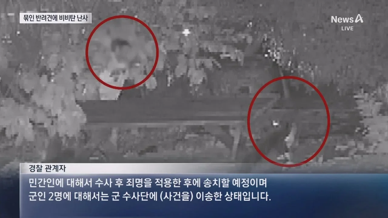 뉴스-20대 남성 3명, 식당앞 묶여있던 개들 향해 비비탄 수천 발 난사 1마리 죽고 2마리 실명 위기