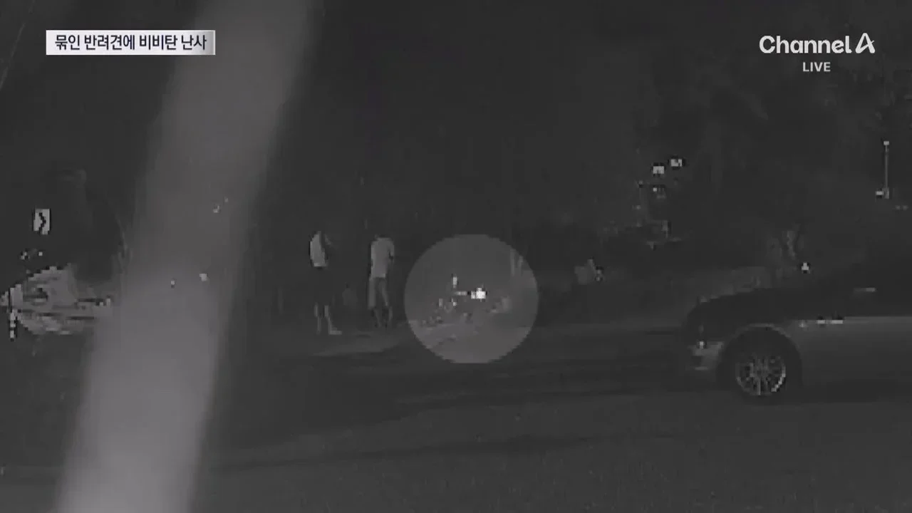 뉴스-20대 남성 3명, 식당앞 묶여있던 개들 향해 비비탄 수천 발 난사 1마리 죽고 2마리 실명 위기