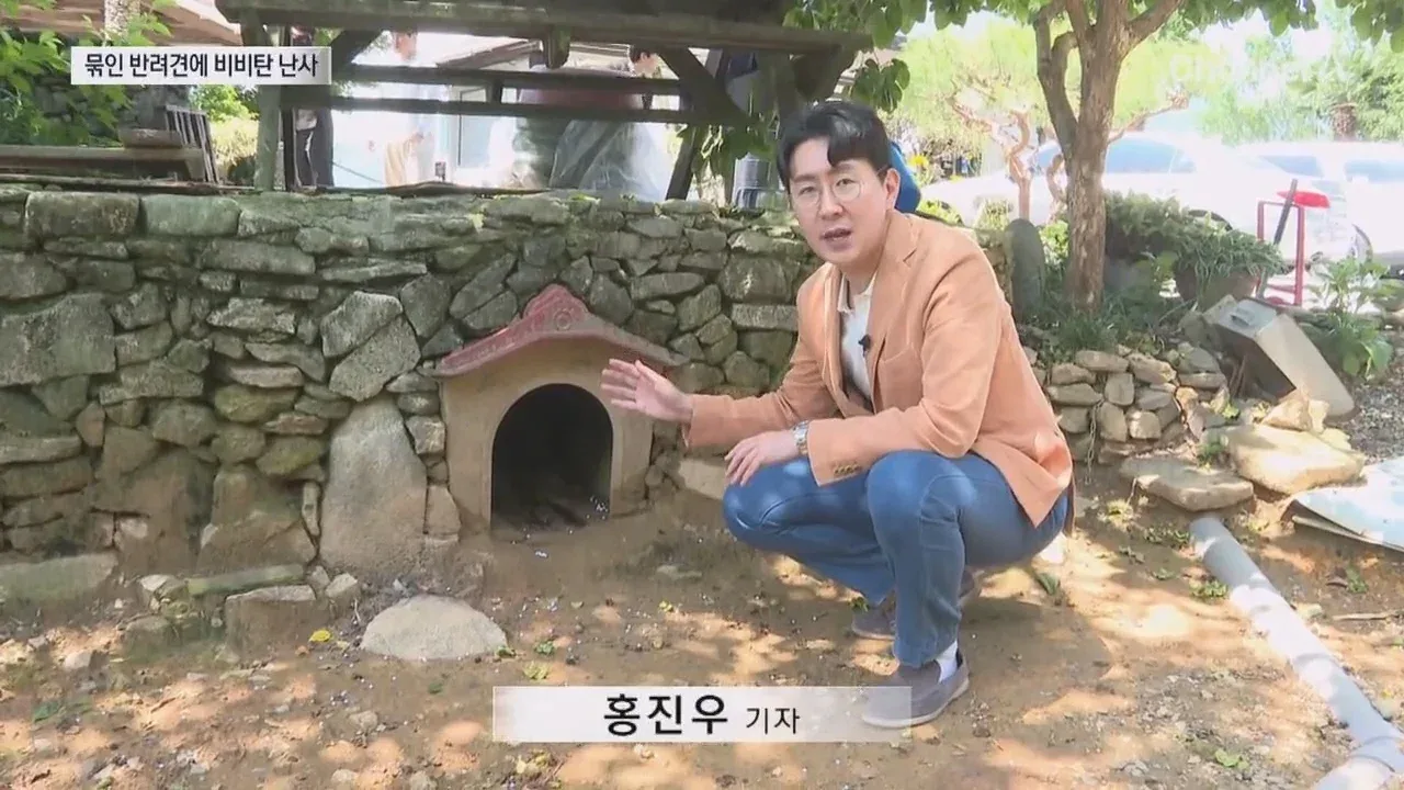 뉴스-20대 남성 3명, 식당앞 묶여있던 개들 향해 비비탄 수천 발 난사 1마리 죽고 2마리 실명 위기