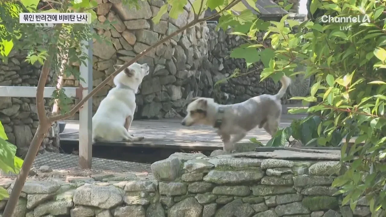 뉴스-20대 남성 3명, 식당앞 묶여있던 개들 향해 비비탄 수천 발 난사 1마리 죽고 2마리 실명 위기