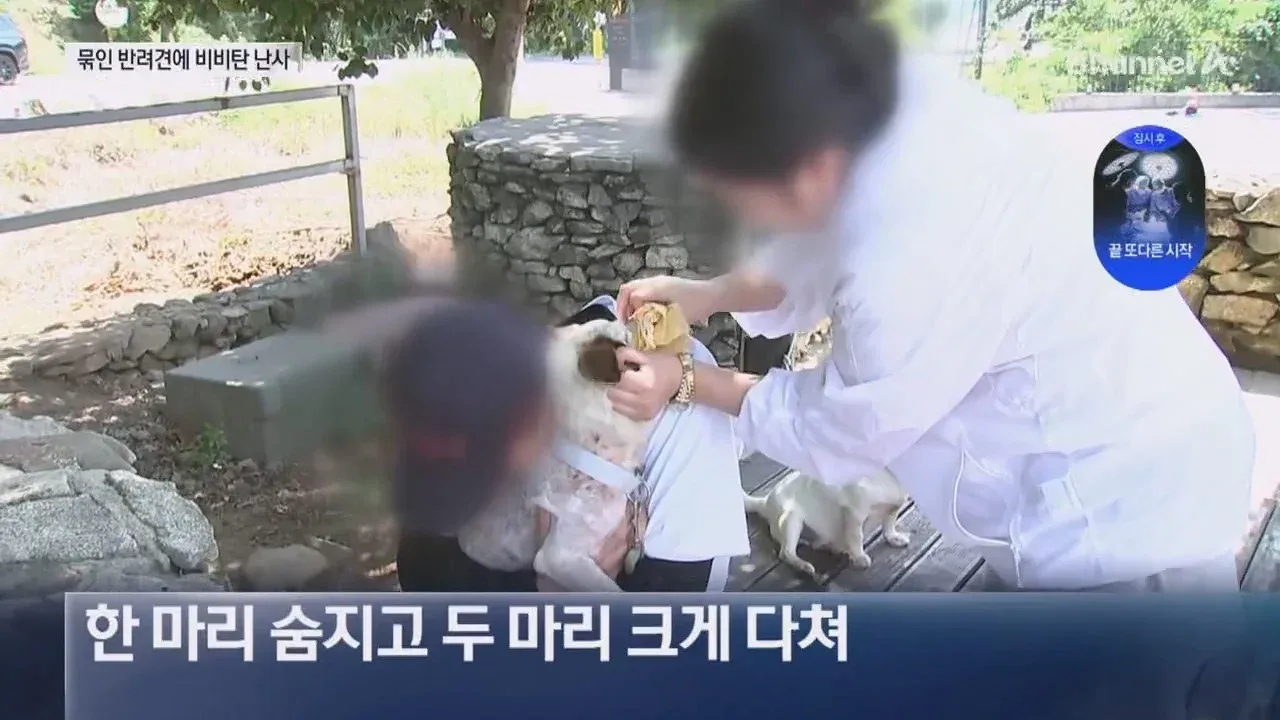 뉴스-20대 남성 3명, 식당앞 묶여있던 개들 향해 비비탄 수천 발 난사 1마리 죽고 2마리 실명 위기