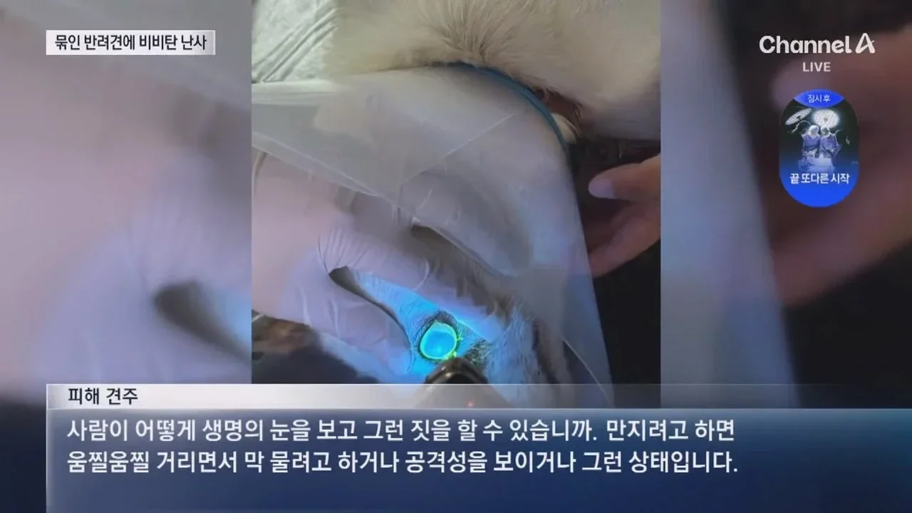 뉴스-20대 남성 3명, 식당앞 묶여있던 개들 향해 비비탄 수천 발 난사 1마리 죽고 2마리 실명 위기