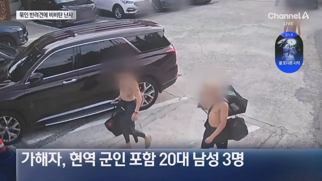 뉴스-20대 남성 3명, 식당앞 묶여있던 개들 향해 비비탄 수천 발 난사 1마리 죽고 2마리 실명 위기