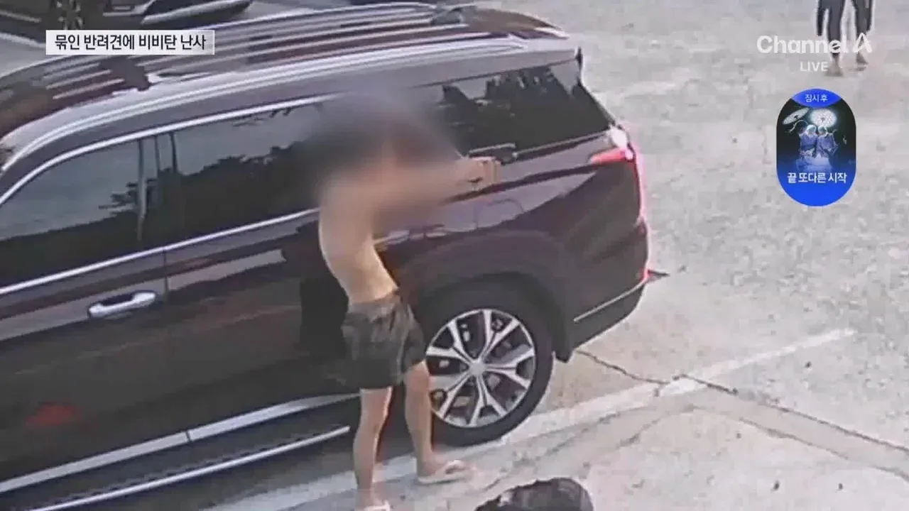 뉴스-20대 남성 3명, 식당앞 묶여있던 개들 향해 비비탄 수천 발 난사 1마리 죽고 2마리 실명 위기