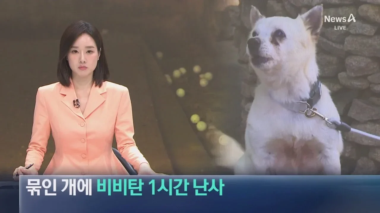 뉴스-20대 남성 3명, 식당앞 묶여있던 개들 향해 비비탄 수천 발 난사 1마리 죽고 2마리 실명 위기