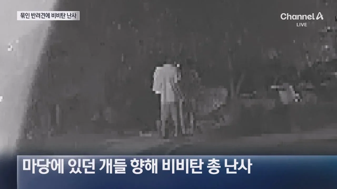 뉴스-20대 남성 3명, 식당앞 묶여있던 개들 향해 비비탄 수천 발 난사 1마리 죽고 2마리 실명 위기