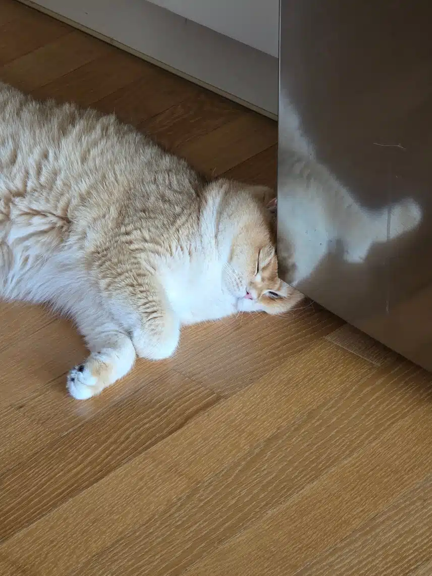고양이 