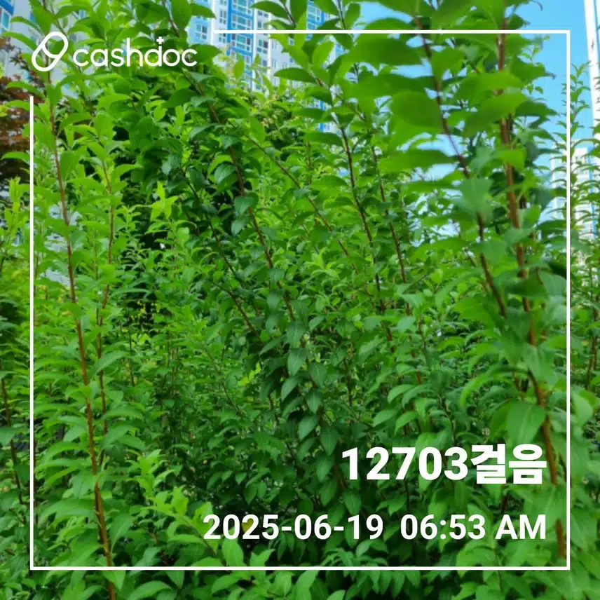     목요일에도 만보걷기 새벽운동 