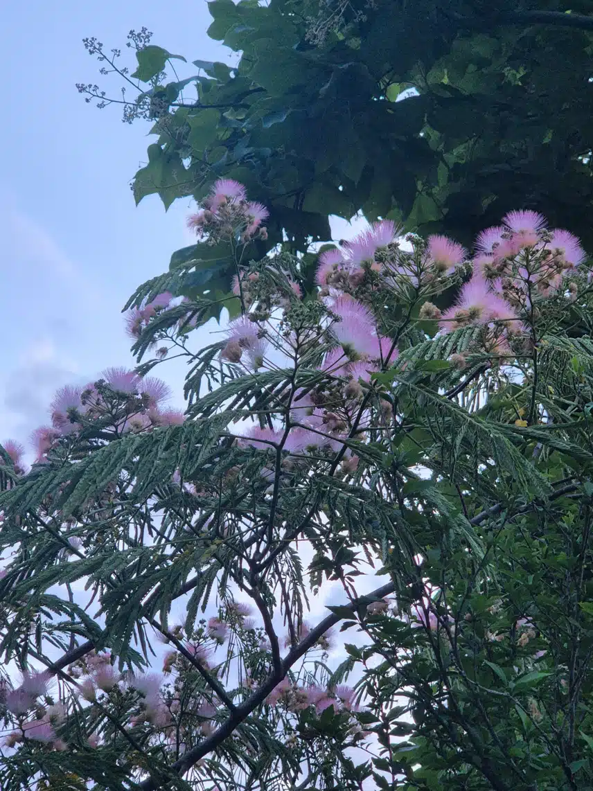 만보 걷고 자귀나무 꽃도 봤어요