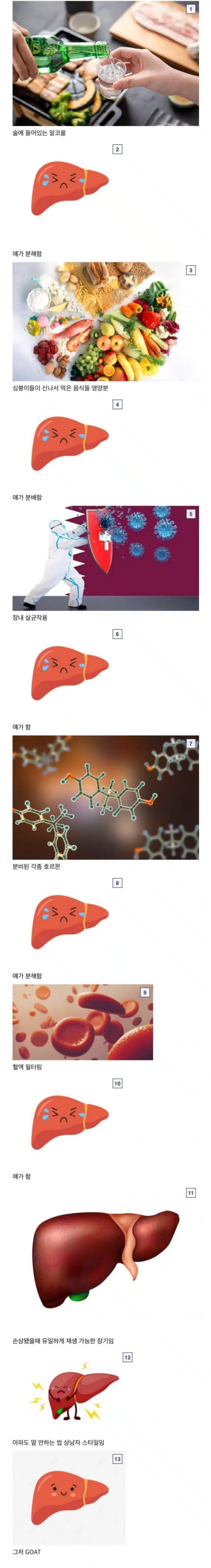 간이 개쩌는 장기인 이유 