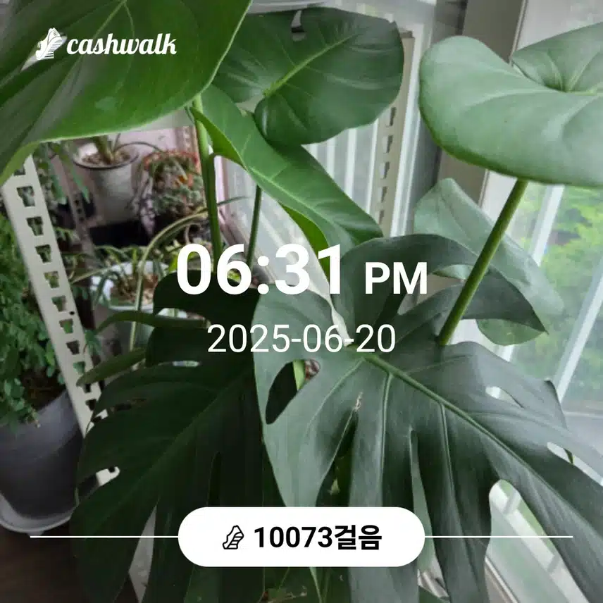 만보 걸었어요 