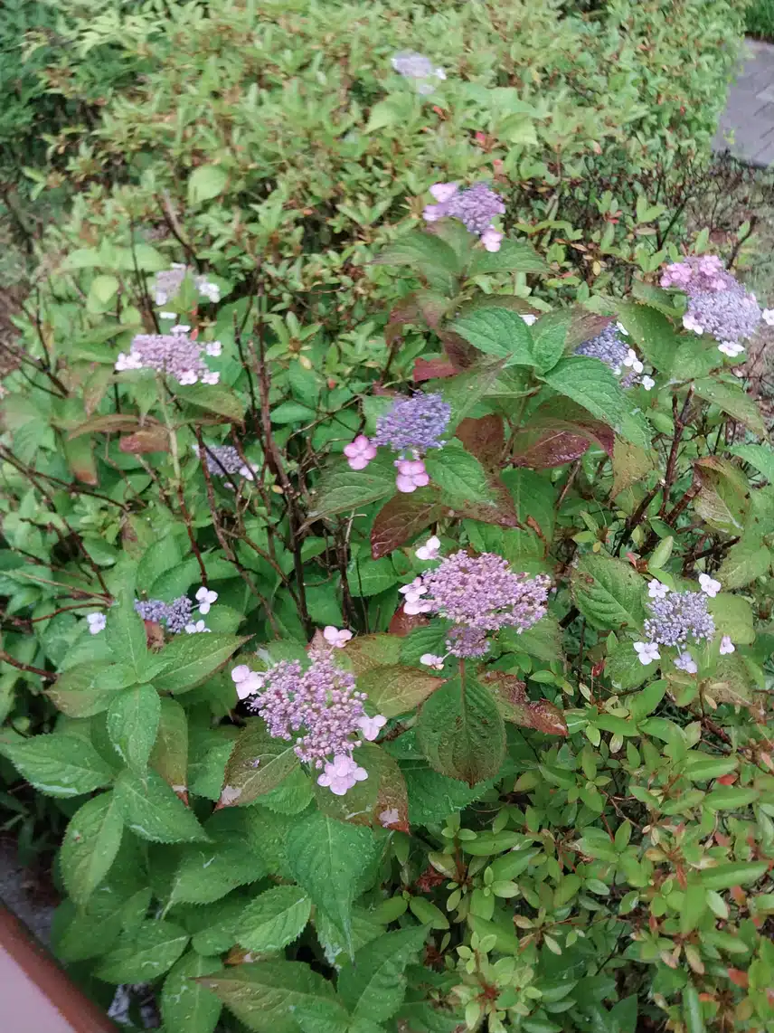 우중산책 다녀왔어요