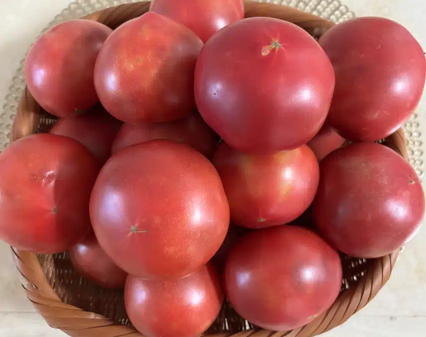 선물받은 토마토🍅