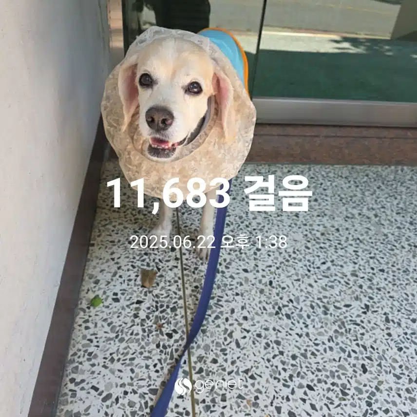 라떼랑 산책하면서 간식까지