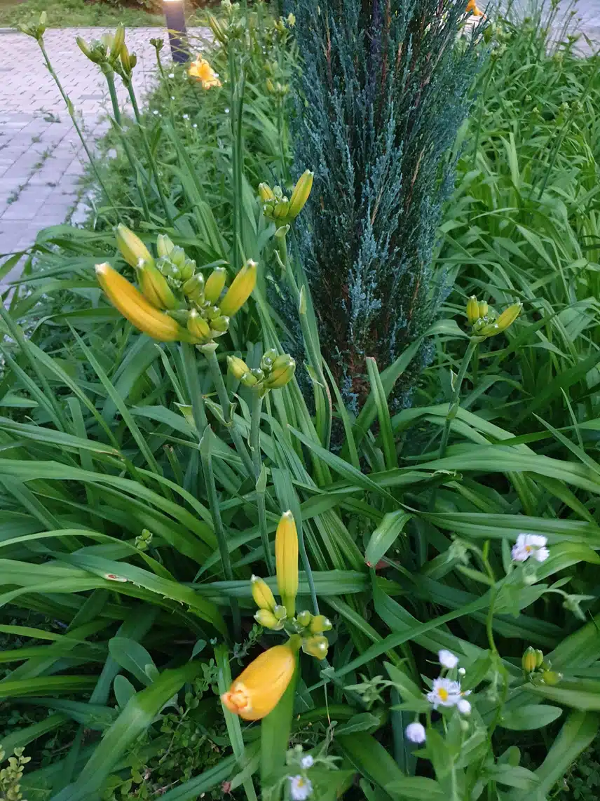 저녁에 단지를 걸으며~♤