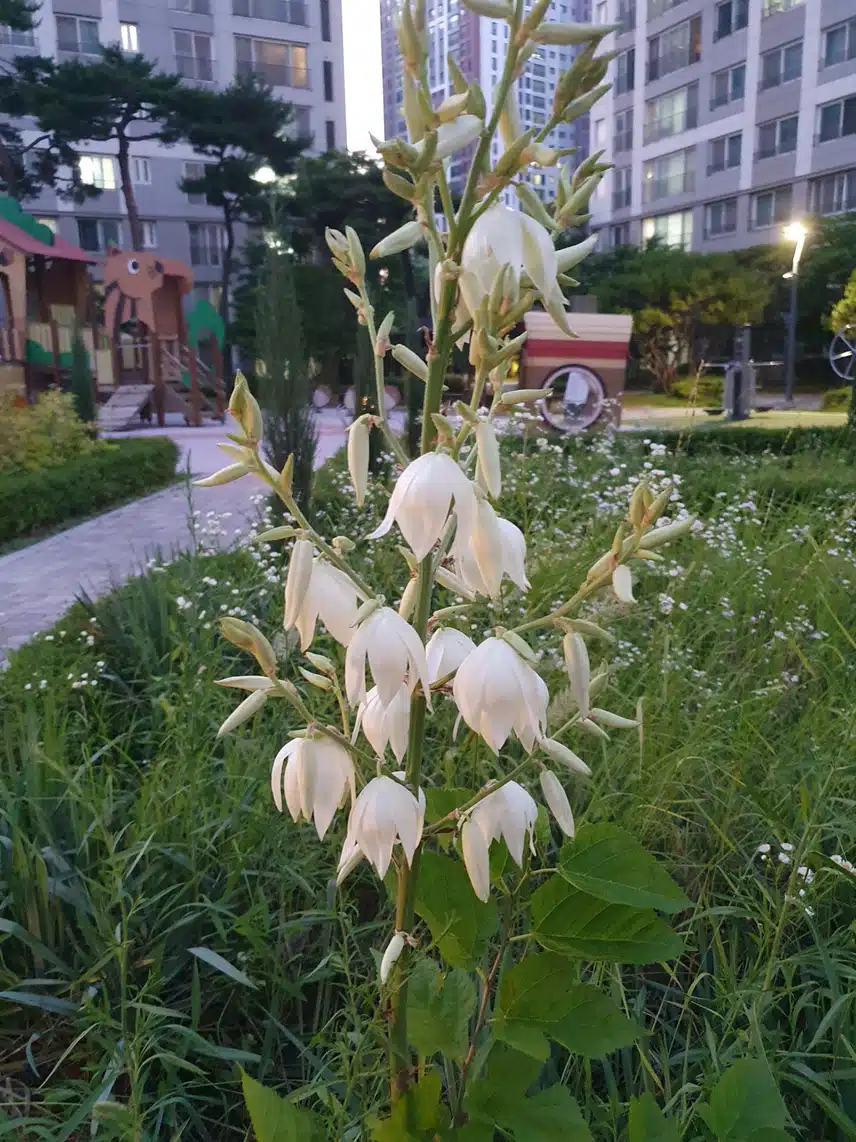 저녁에 단지를 걸으며~♤