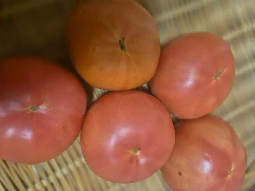 친구가 보내준 토마토