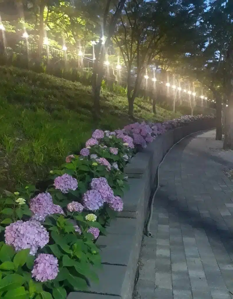 수국꽃길 산책