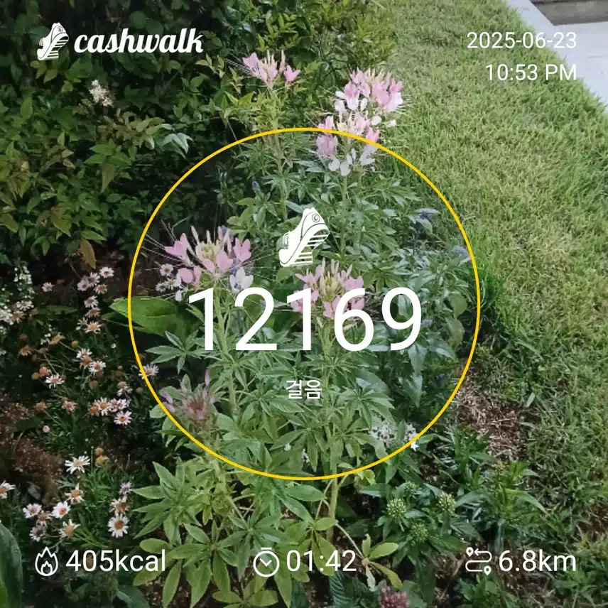 걷기 인증샷230일차