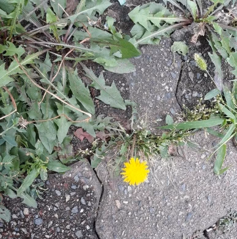 비오기전 산책
