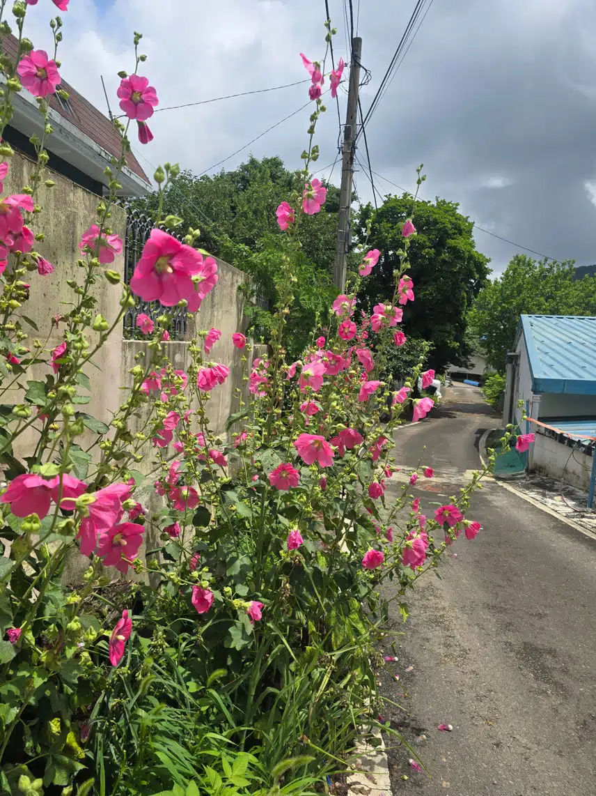 친구시댁 풍경 접시꽃