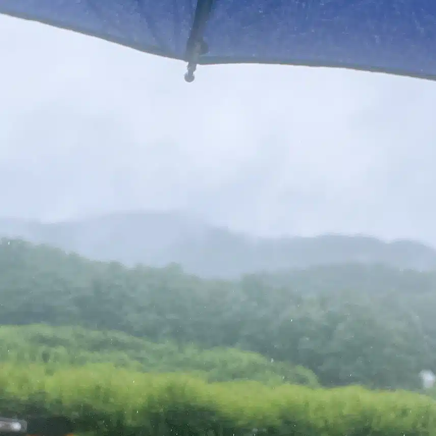 비오고 흐리네요