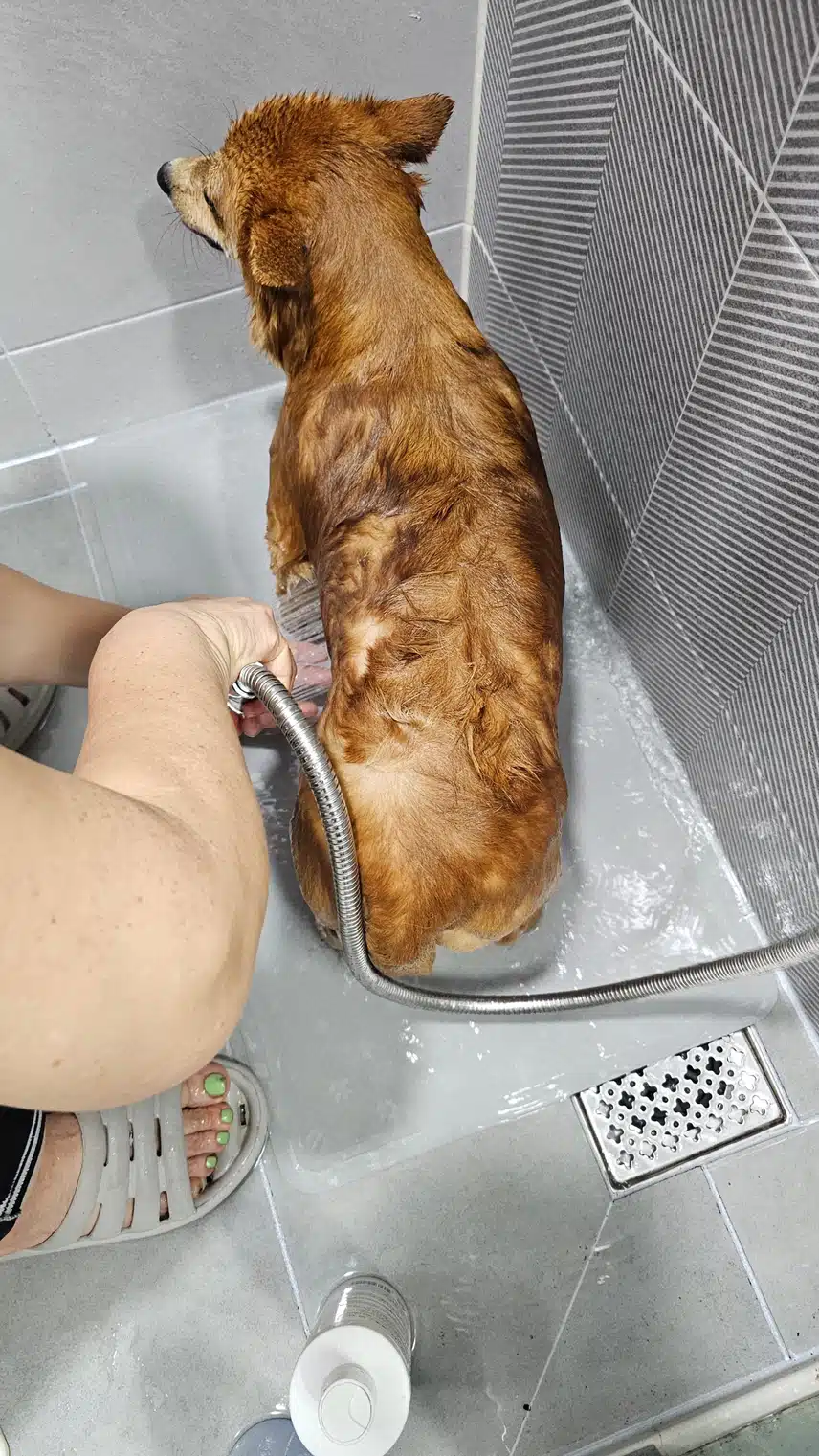 사랑하는 반려견 ㆍ묘오늘은 어땧나요?