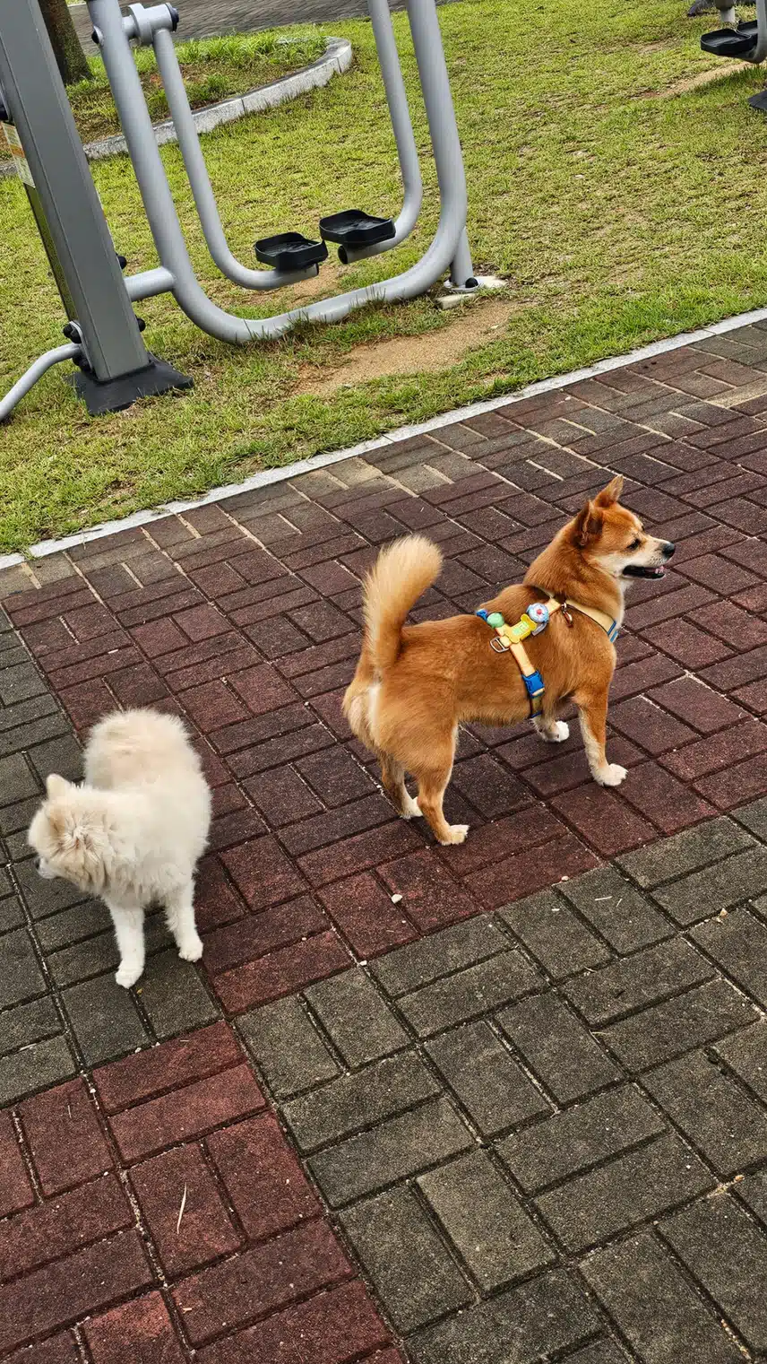 사랑하는 반려견 ㆍ묘오늘은 어땧나요?