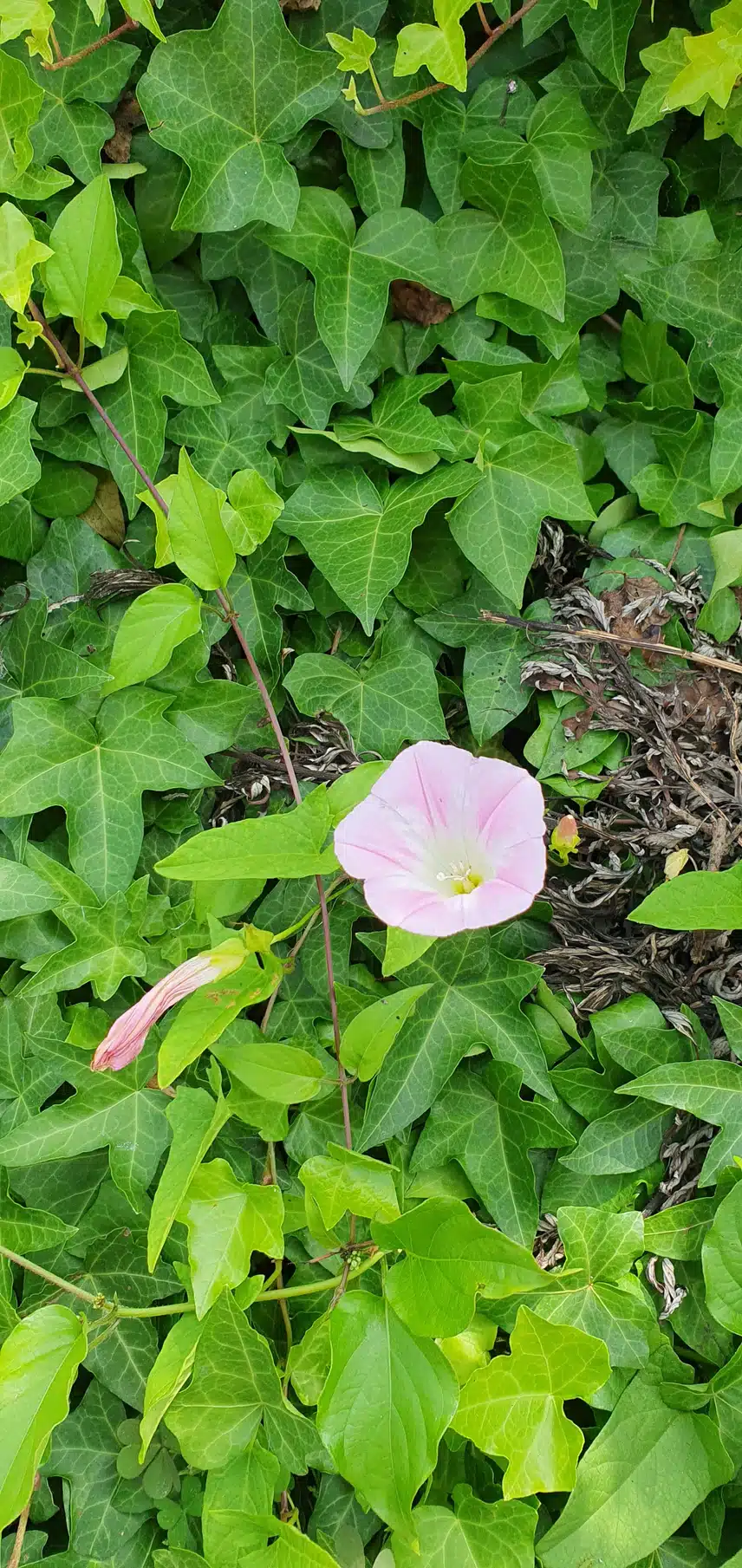 나팔꽃이 보이네요!