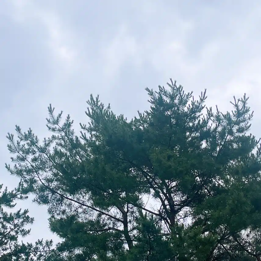 날씨 흐림