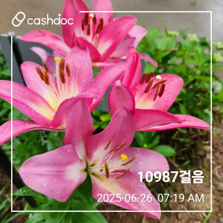 목요일 아침 만보걷기 
