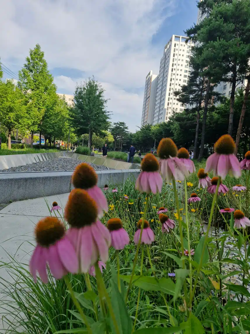 선선해서 점심 먹고 걷기 좋네요