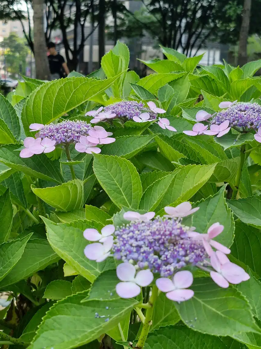 선선해서 점심 먹고 걷기 좋네요