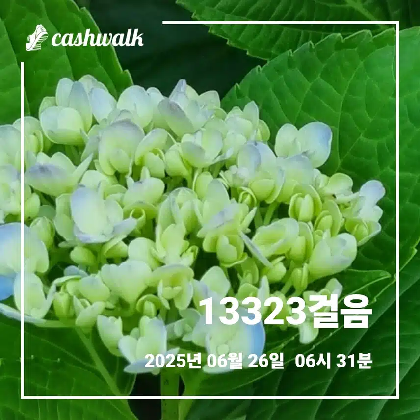 시원한 새벽운동 만보걷기 