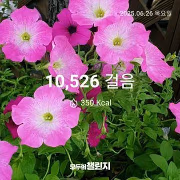 6월 26일 만보 완주 