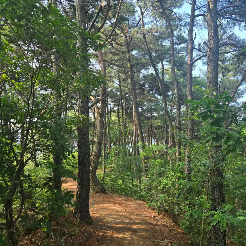 아침 산행으로 걷기