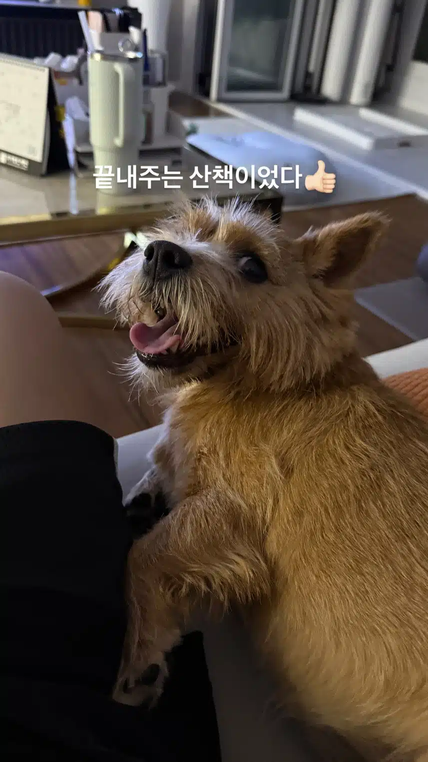 Hoshi Insta enjoying a walk with his dog Latte