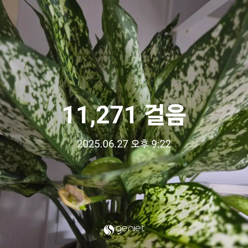 만천보 걸었어요 