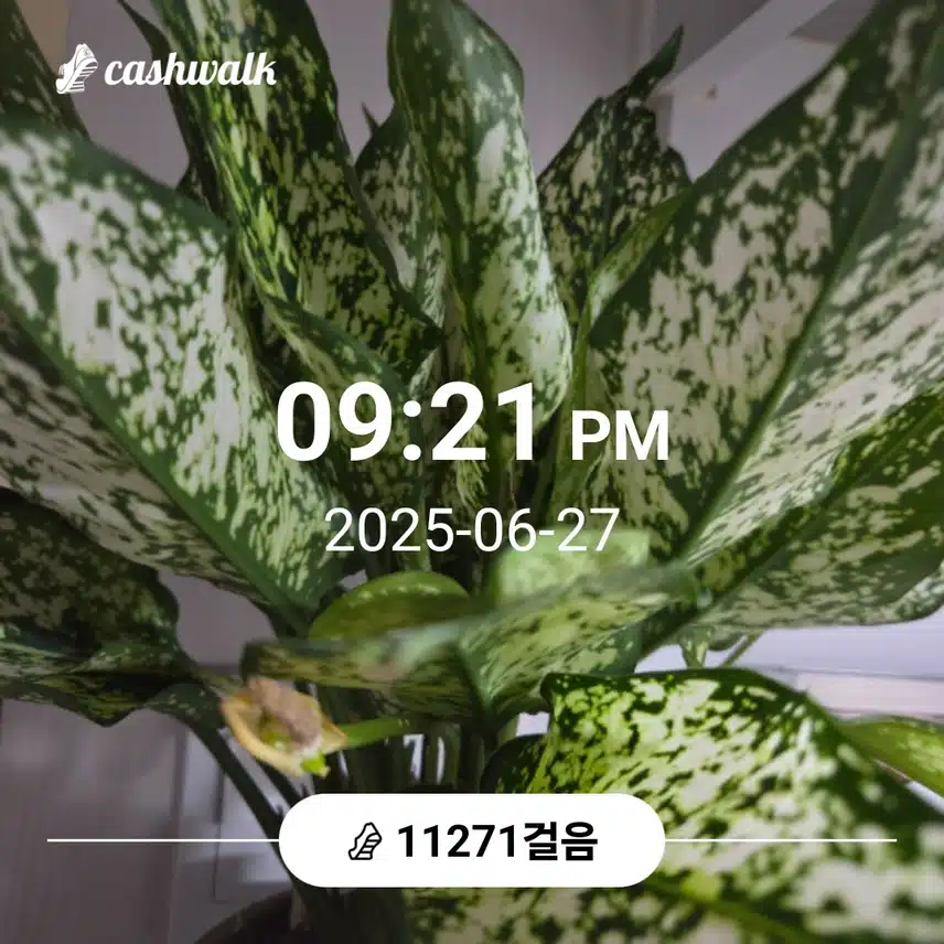 만천보 걸었어요 