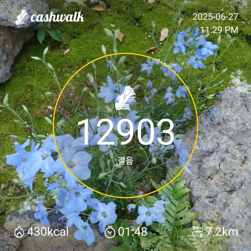 걷기 인증샷234일차