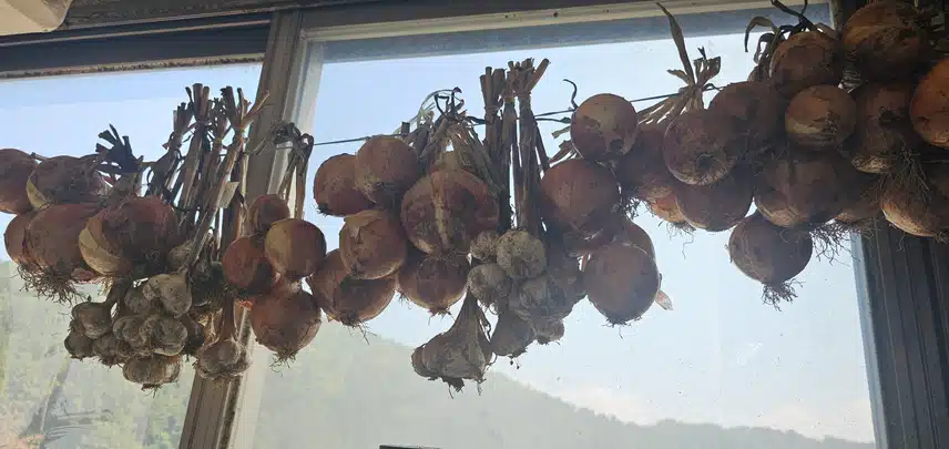 양파. 마늘수확