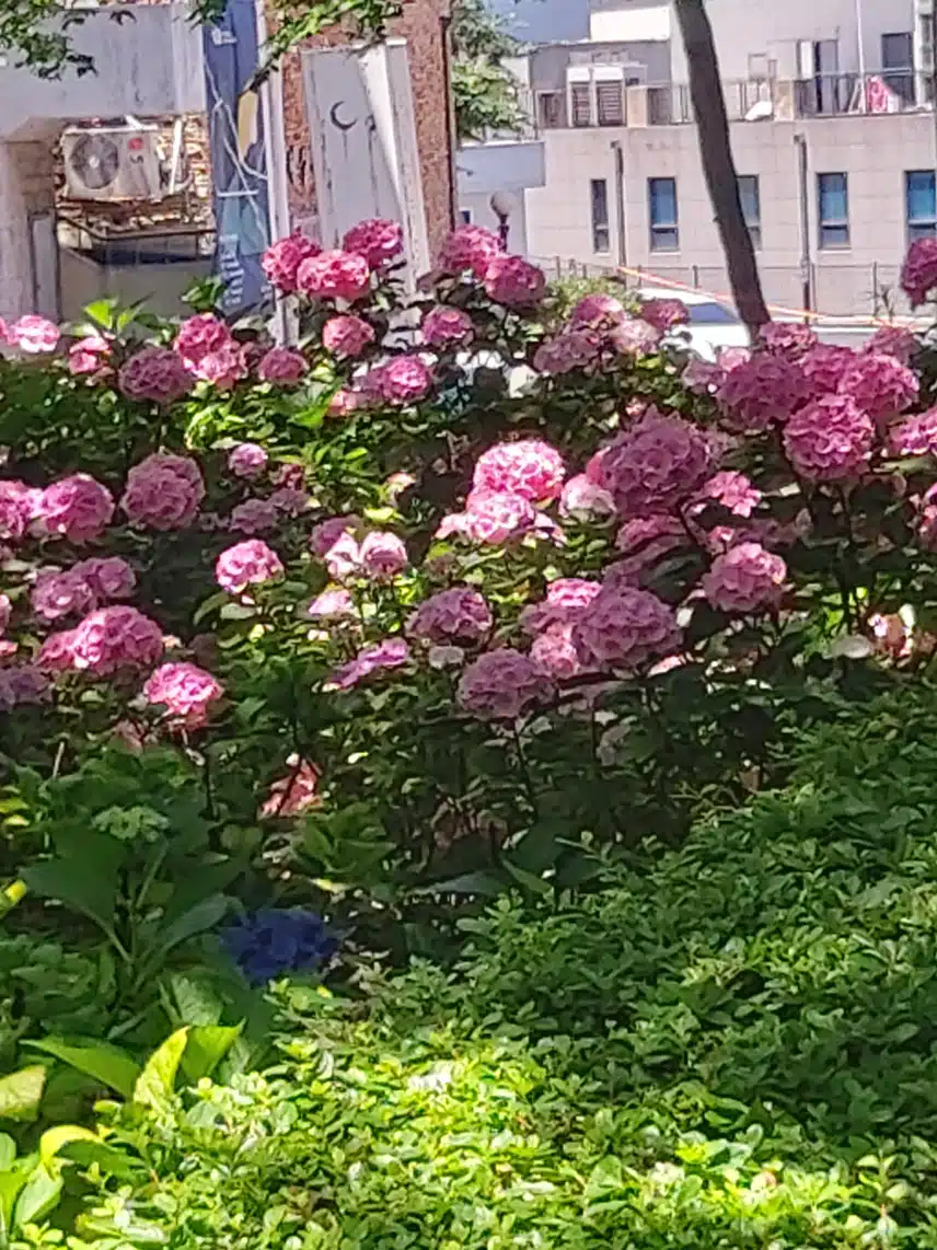 더운날에 피는 꽃