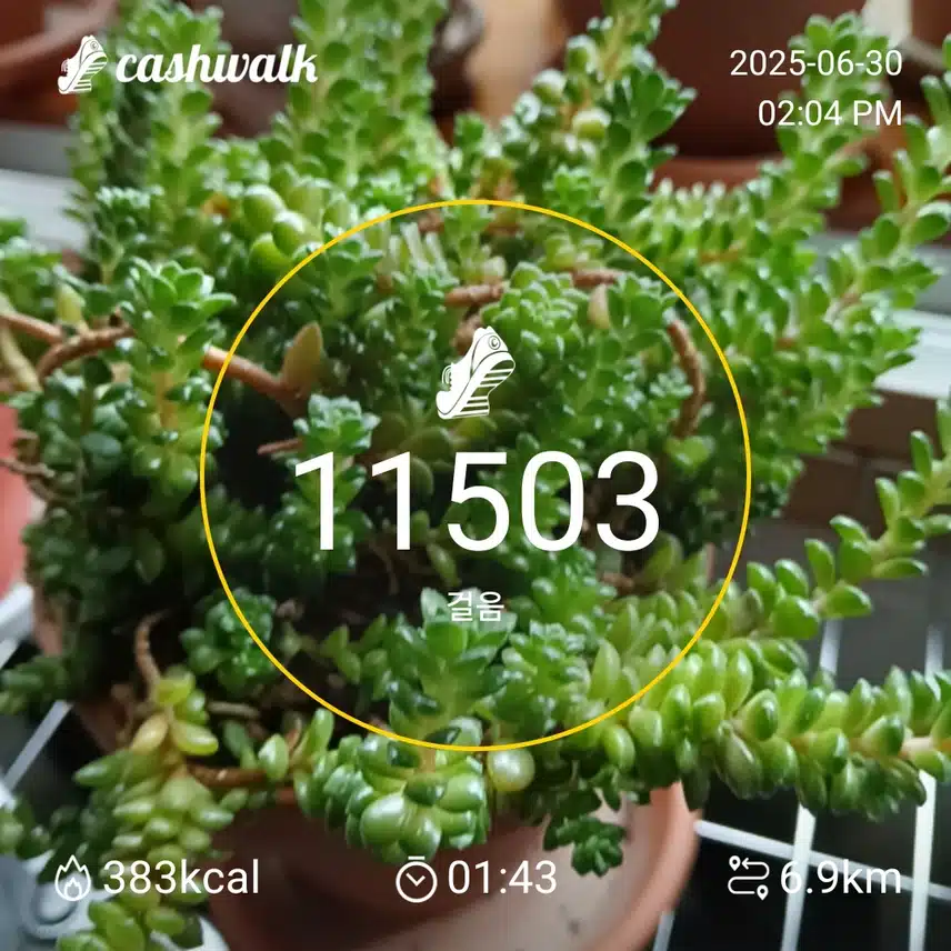 6천