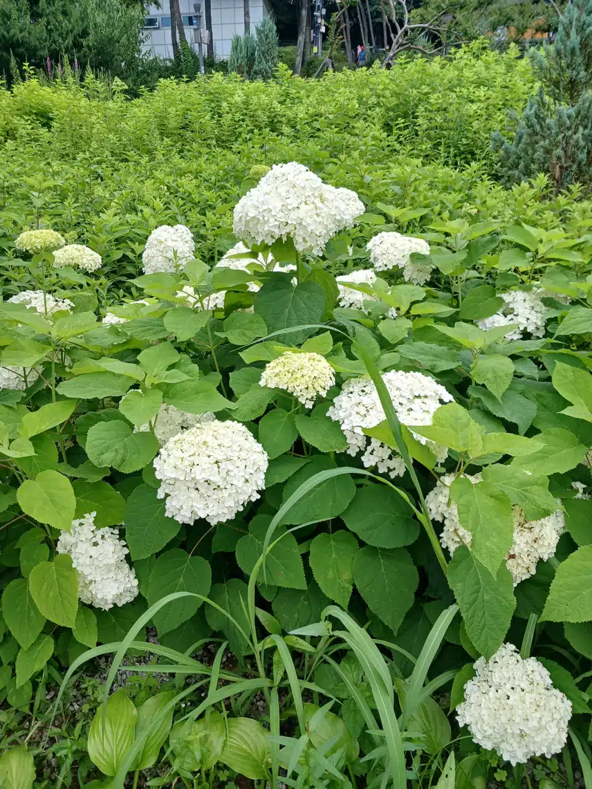 수국